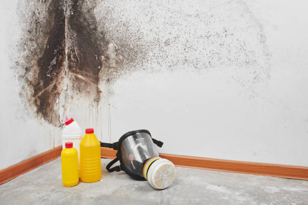 Reliable Gentry, AR Mold Remediation Solutions