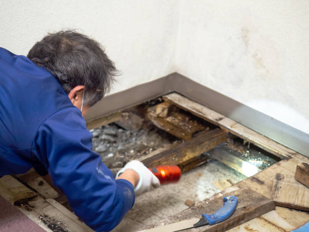 Best Post-Flood Mold Remediation in Gentry, AR