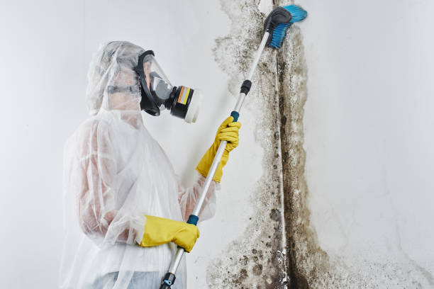 Professional Mold Remediation in Gentry, AR