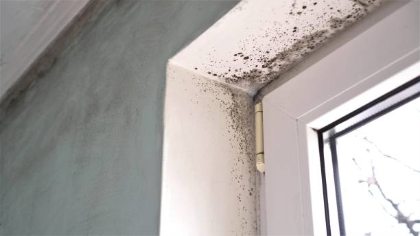 Best Bathroom Mold Remediation in Gentry, AR