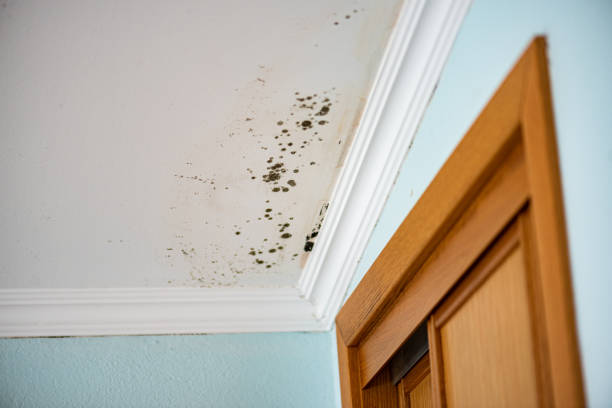 Trusted Gentry, AR Mold Remediation Experts