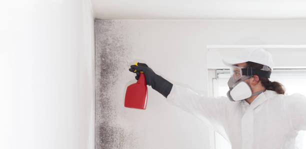 Best Emergency Mold Remediation in Gentry, AR