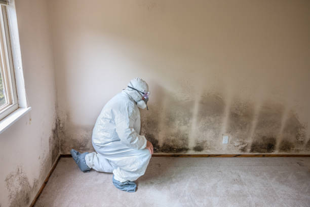 Best Mold Remediation for Specific Building Types in Gentry, AR